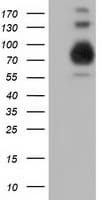BCAP / PIK3AP1 Antibody (clone OTI5H2)
