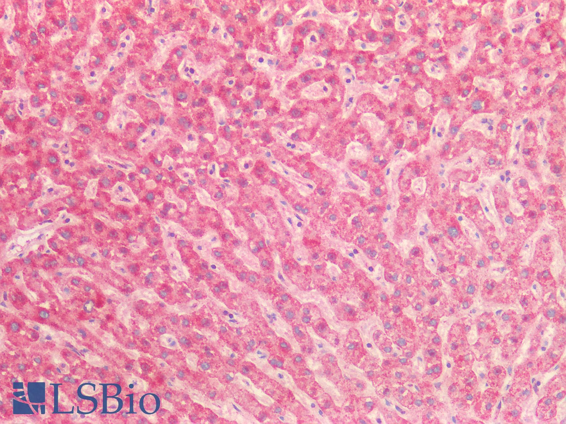 PathPlus™ Polyclonal Rabbit anti-Human HSPA9 / Mortalin / GRP75 Antibody (IHC, IF, WB)