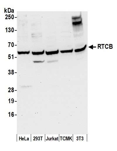 Polyclonal Rabbit anti-Human RTCB / C22orf28 Antibody (aa200-250, WB)