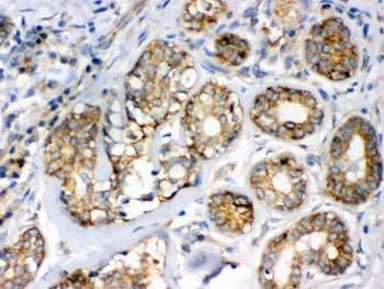 FLOT2 / Flotillin 2 Antibody