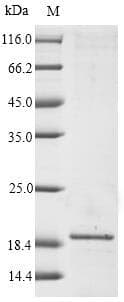 Apple Major allergen Mal d 1 Protein (Recombinant 6His, N-terminus)