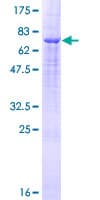 Human TMPRSS11D / HAT Protein (Recombinant GST)