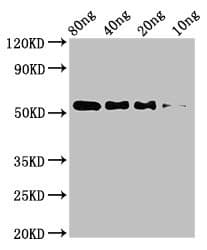 STARD9 Antibody