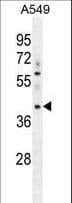 MYBPHL Antibody (aa80-108)