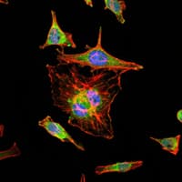 HIF1A / HIF1 Alpha Antibody (clone 1A3)