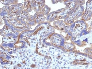 THBD / CD141 / Thrombomodulin Antibody (clone THBD/1782, Azide-free, BSA-free)
