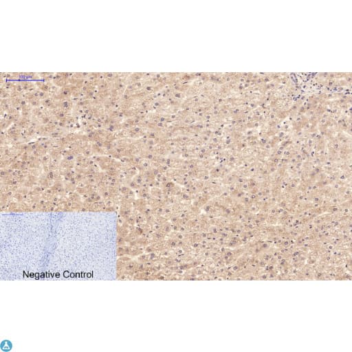 Monoclonal Mouse anti-Human NBR1 Antibody (WB)
