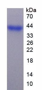 Mouse FGL1 / Hepassocin Protein (Recombinant His-SUMO, N-terminus)