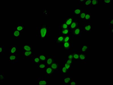 HIST1H4I Antibody