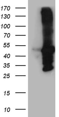 AMDHD1 Antibody (clone OTI5A6, Carrier-free)