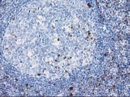 STAT4 Antibody (clone OTI 1H3)