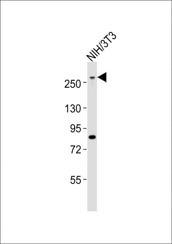 MED12 Antibody (aa1991-2025)