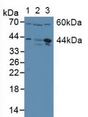 JUN / c-Jun Antibody (aa11-262)
