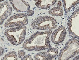SLA2 / SLAP2 Antibody (clone OTI2G3)