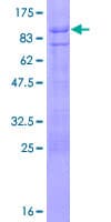 Human TBX21 / T-bet Protein (Recombinant GST)