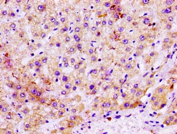 MGST1 Antibody
