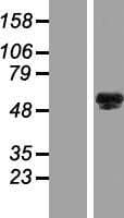 FAM196A Protein (Over-Expression Lysate Myc-DDK (Flag))