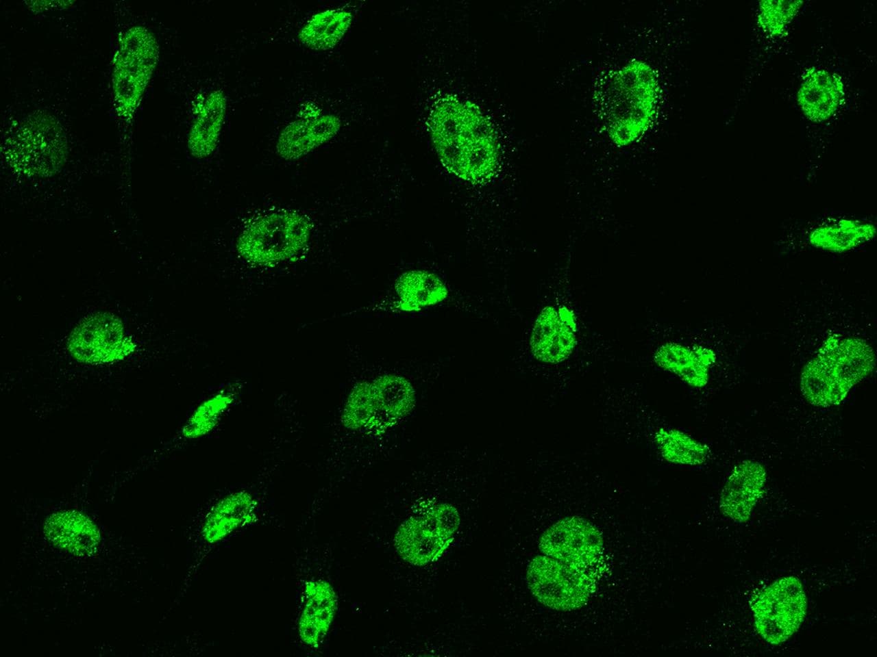 MSH6 Antibody (clone 021, Preservative Free)