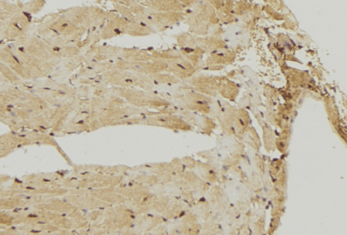 MRPS7 Antibody