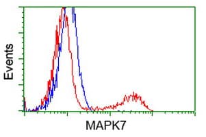 Monoclonal Mouse anti-Human MAPK12 / ERK6 / SAPK3 Antibody (clone OTI2F1, IF, WB)