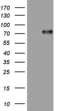 UBASH3A / CLIP4 Antibody (aa288-549, clone OTI5F10)