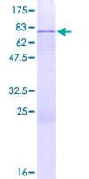Human RBM13 / MAK16 Protein (Recombinant GST)
