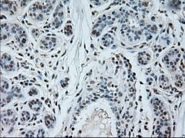 NEUROG1 / NGN1 / Neurogenin 1 Antibody (clone OTI3F9)