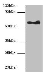 ANGPT1 / Angiopoietin-1 Antibody