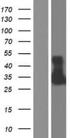 KITLG / SCF Protein (Over-Expression Lysate Myc-DDK (Flag))