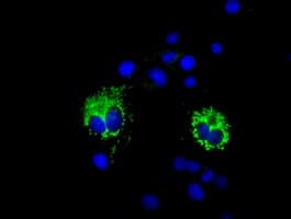 COX6A1 Antibody (clone OTI3A5)