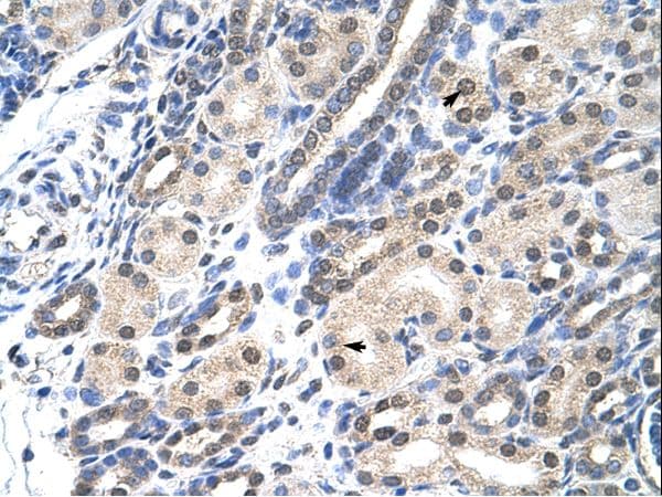 MSX2 / MSH Antibody (N-Terminus)