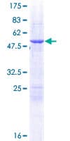Human GRPEL1 Protein (Recombinant GST)