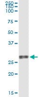 VEGFB Antibody (clone 4H5)