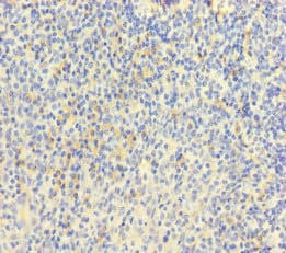 Polyclonal Rabbit anti-Human CD110 / MPL Antibody (IHC, IF)