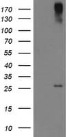 CLEC4E / MINCLE Antibody (clone OTI2H4, Carrier-free)