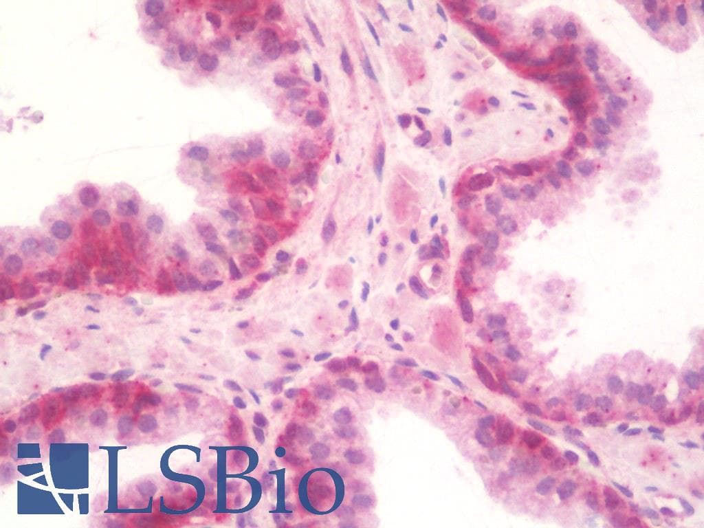 IHC-plus™ C/EBP Delta / CEBPD Antibody