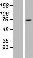 PRR35 / C16orf11 Protein (Over-Expression Lysate Myc-DDK (Flag))