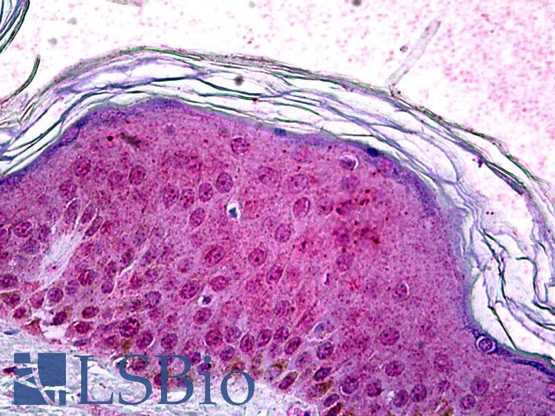 IHC-plus™ SOX10 Antibody (clone 1E6)