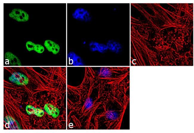 Histone H3 Antibody (clone 865R2)