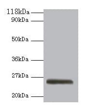 IHC-plus™ Polyclonal Rabbit anti-Human ERAS Antibody (IHC, WB)