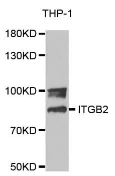 ITGB2 / CD18 Antibody