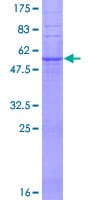 Human TAS2R3 Protein (Recombinant GST)