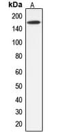 ABCC12 / MRP9 Antibody (Internal)