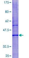 Human LYZL6 Protein (Recombinant GST)