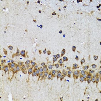 EFNB2 / Ephrin B2 Antibody