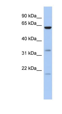 CPNE9 Antibody (aa215-264)