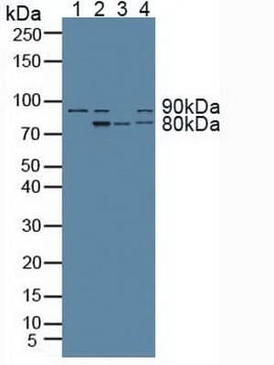 ARNT / HIF-1-Beta Antibody (aa624-789)