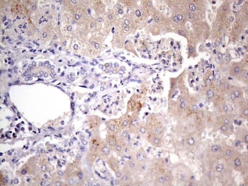 Monoclonal Mouse anti-Human GEMIN8 Antibody (clone UMAB185, IHC, WB)