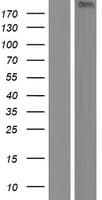 KIF13A Protein (Over-Expression Lysate Myc-DDK (Flag))