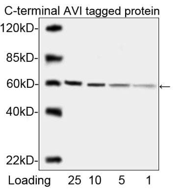 AVI Tag Antibody (clone 1D11D10)